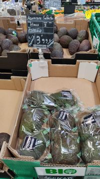 Febrero-Hass España